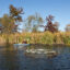 Katie McCullough, 55, paddles across a pond on her property near Rio, Wis. McCullough installed a pond leveler on her property after discovering an active beaver lodge and dam. Credit: Joe Timmerman/Wisconsin Watch