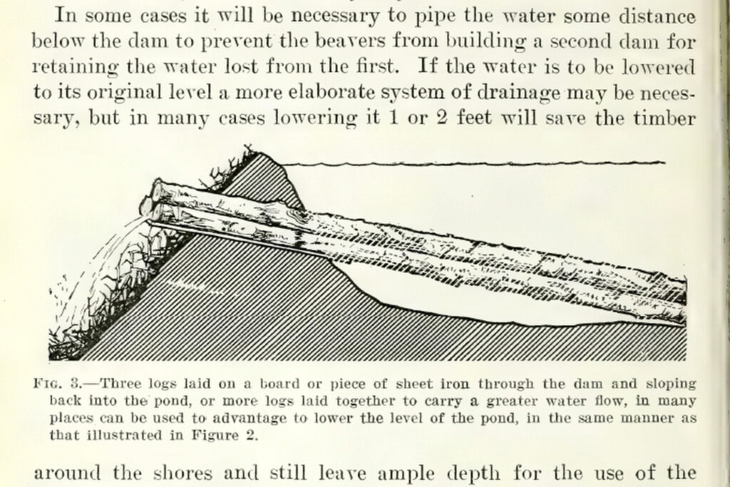 An excerpt from an Oct. 18, 1922, publication of “Beaver Habits, Beaver Control, and Possibilities in Beaver Farming” is shown. The author was USDA Chief Field Naturalist Vernon Bailey, who proposed using a drainage pipe constructed with logs and threaded through the dam.