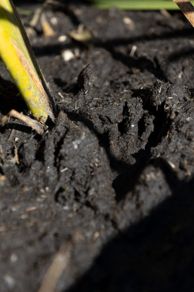 Beaver footprints indent the mud atop a dam on Katie McCullough’s property, Oct. 18, 2024, near Rio, Wis. Credit: Joe Timmerman/Wisconsin Watch
