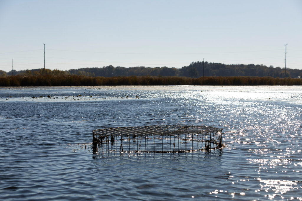 Katie McCullough’s pond leveler is placed alongside a beaver dam on her property on Oct. 18, 2024, near Rio, Wis. Credit: Joe Timmerman/Wisconsin Watch