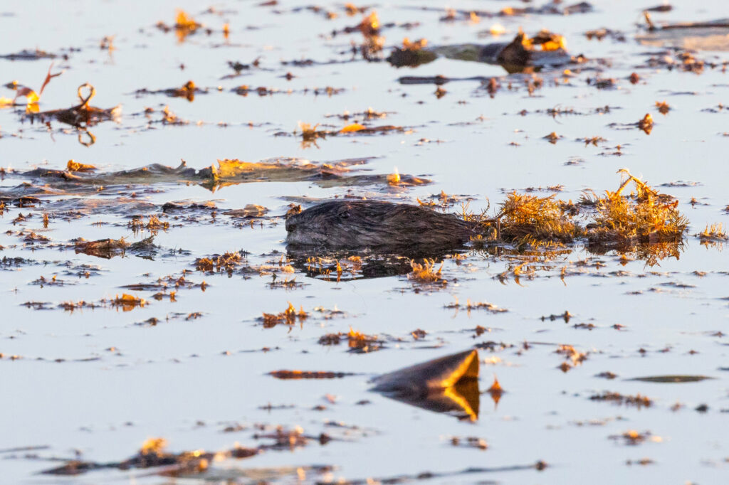 A beaver swims across a pond on Katie McCullough’s property on Oct. 23, 2024, near Rio, Wis. Credit: Joe Timmerman/Wisconsin Watch
