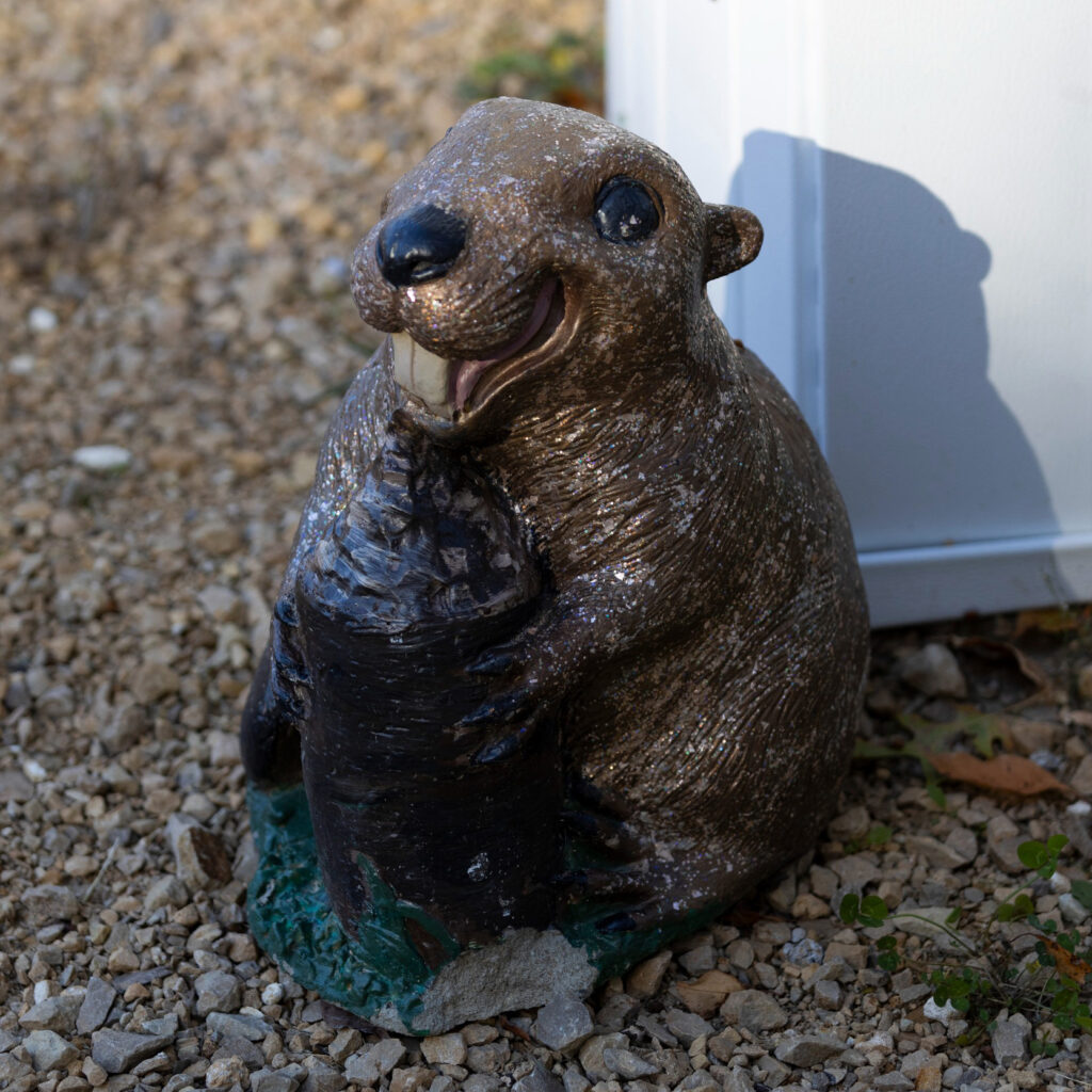 A painted concrete beaver sits outside Katie McCullough’s home on Oct. 18, 2024, near Rio, Wis. During the process of installing a pond leveler, family members and friends gifted McCullough a variety of beaver-themed gifts. Credit: Joe Timmerman/Wisconsin Watch