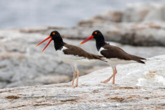 The population of oystercatchers grew by 45 percent from 2008 to 2023, bringing the total population to an estimated 14,735 birds. Credit: Shiloh Schulte/Manomet Conservation Sciences