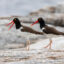 The population of oystercatchers grew by 45 percent from 2008 to 2023, bringing the total population to an estimated 14,735 birds. Credit: Shiloh Schulte/Manomet Conservation Sciences