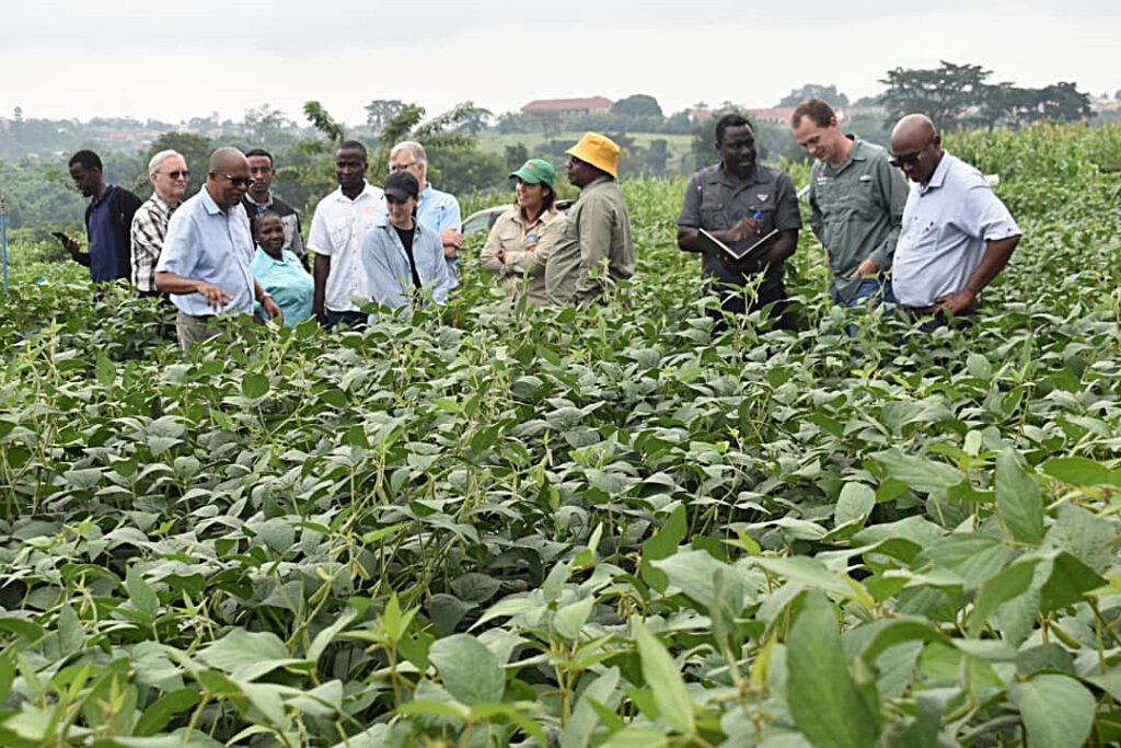 Among the Soybean Innovation Lab's efforts was a 2023 meeting in Uganda with farmers breeding soybean varieties. Credit: Soybean Innovation Lab