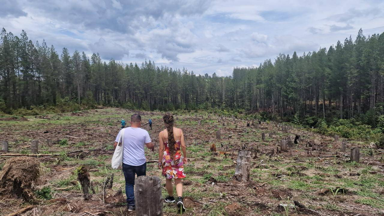 Carola Rackete walks through land deforested by an Irish pulp company in the in the Cauca region, Colombia. Local Indigenous and campesino residents who rely on the land for food production, culture and water, blame the company for degrading the territory. Credit: Courtesy of Carola Rackete