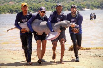 Fernando Trujillo (right) and his team carry a pink river dolphin to shore to conduct a health assessment on the endangered animal. Credit: Teresa Tomassoni/Inside Climate News