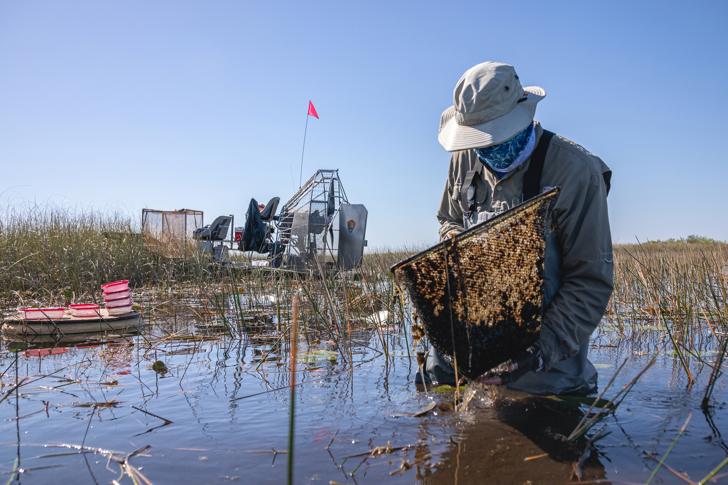 A sample of plants is collected from the Shark River Slough in Everglades National Park to analyze dragonfly larvae for mercury contamination. Credit: NPS Photo