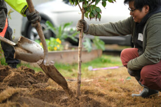 Volunteers with Friends of Trees, which has operated in Portland since 1989, help to expand the city’s urban tree canopy. Credit: Courtesy of Friends of Trees