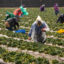 Farmworkers pick strawberries on a field in Oxnard, Calif. ICN’s “Captured” series won the health and science category at SABEW’s Best in Business Awards. Credit: Mel Melcon/Los Angeles Times via Getty Images
