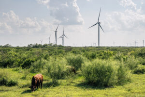 A view of a wind farm in Papalote, Texas. Credit: Brandon Bell/Getty Images