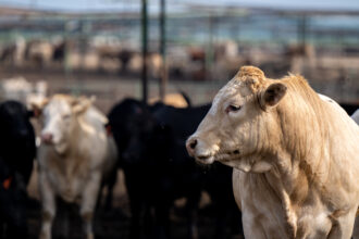 A herd of beef cattle stands in a feedlot in Quemado, Texas. Credit: Brandon Bell/Getty Images