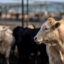 A herd of beef cattle stands in a feedlot in Quemado, Texas. Credit: Brandon Bell/Getty Images