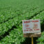 A warning sign is posted at the edge of a celery farm to indicate the field is unsafe to enter shortly after an application of pesticide in Salinas Valley, Calif. Credit: Jack Clark/Universal Images Group via Getty Images