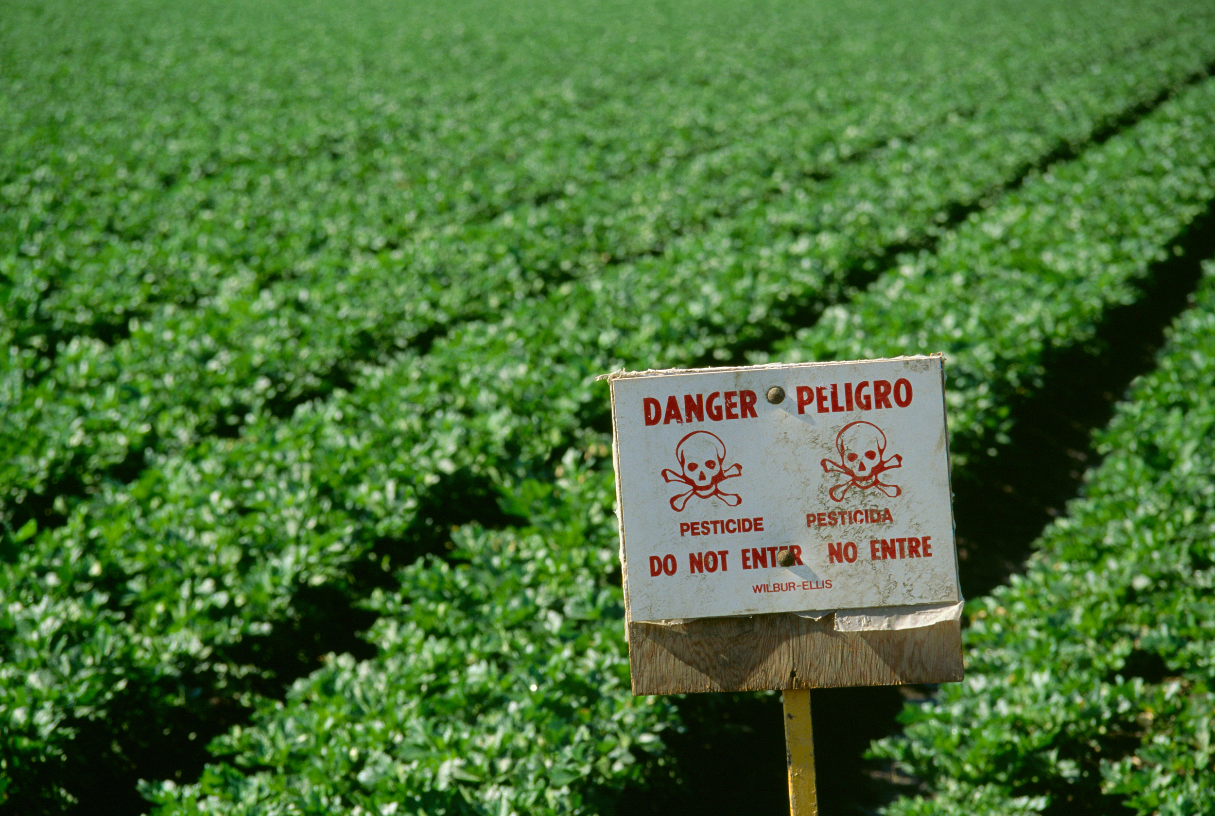 A warning sign is posted at the edge of a celery farm to indicate the field is unsafe to enter shortly after an application of pesticide in Salinas Valley, Calif. Credit: Jack Clark/Universal Images Group via Getty Images
