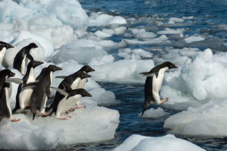 A group of Adélie penguins hop around on a beach of Paulet Island on the tip of the Antarctic Peninsula. Credit: Wolfgang Kaehler/LightRocket via Getty Images