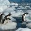 A group of Adélie penguins hop around on a beach of Paulet Island on the tip of the Antarctic Peninsula. Credit: Wolfgang Kaehler/LightRocket via Getty Images