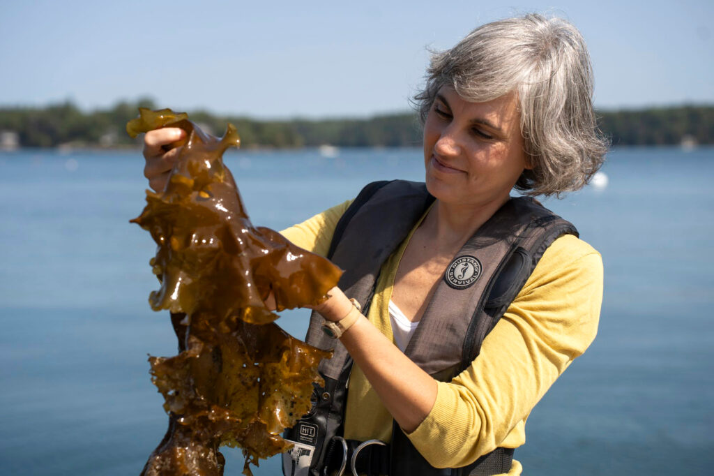 Nichole Price examines a piece of sugar kelp she found growing under the dock at Bigelow Laboratory for Ocean Sciences.