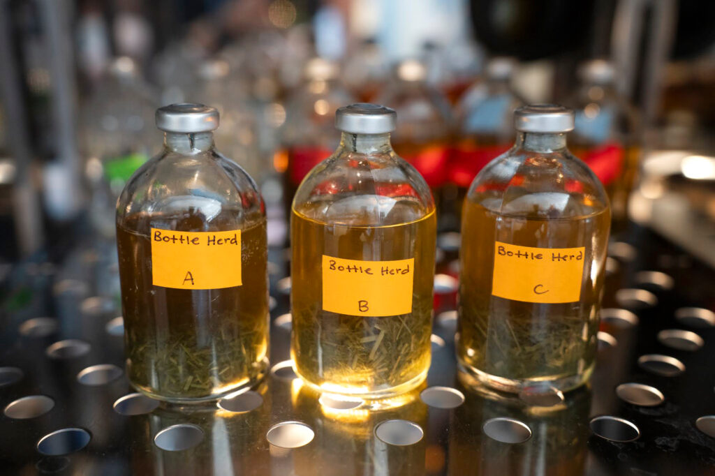 Three bottles with fluid from a cow’s stomach and varying amounts of grass and seaweed are seen in an incubator in Nichole Price’s lab at Bigelow Laboratory for Ocean Sciences. This “bottle herd” mimics a cow's digestion process. Price and her team then measure the amount of methane produced to assess the impact of the seaweed.