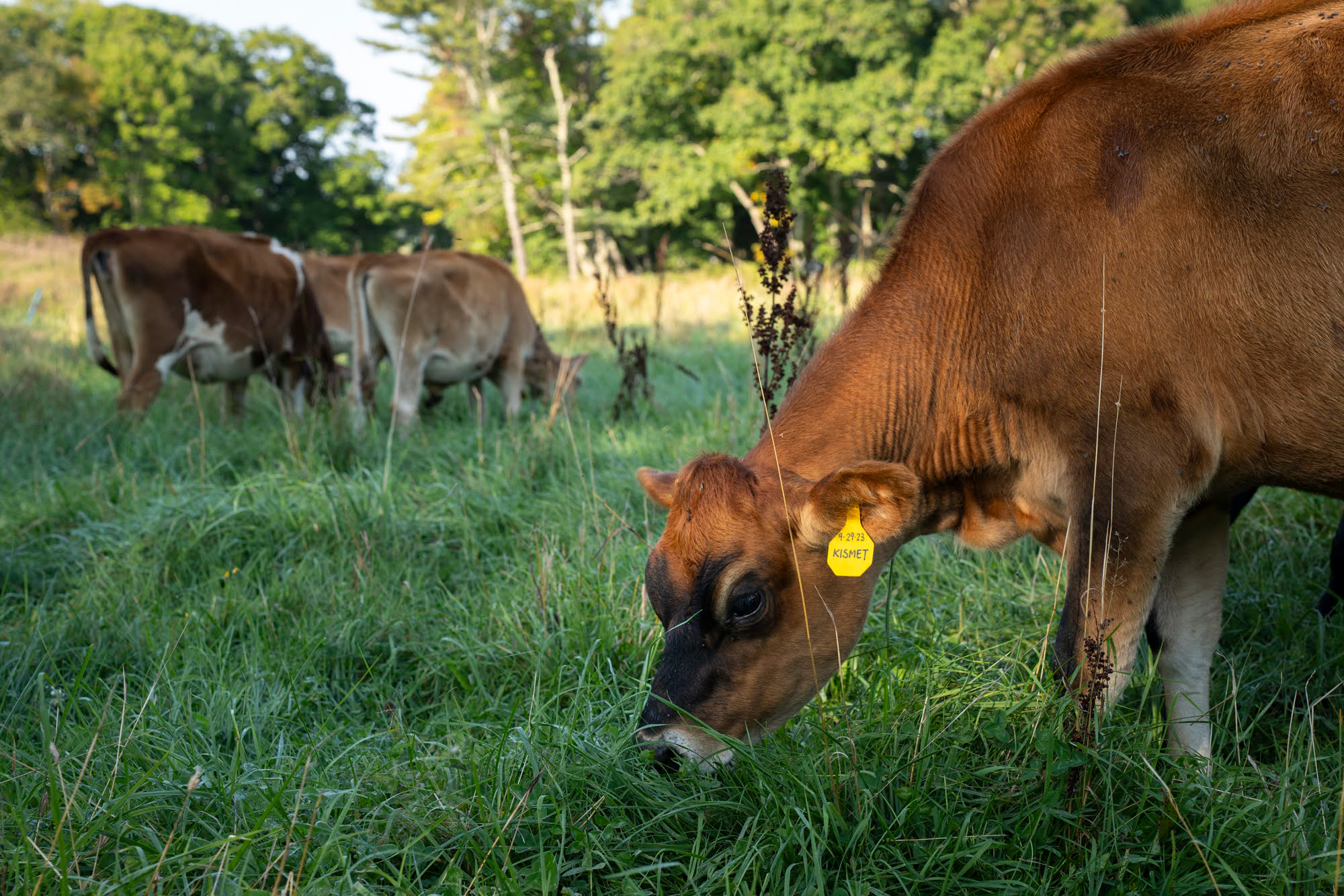 A young herd of cows grazes in their new pasture at Wolfe’s Neck Center for Agriculture and the Environment in Freeport, Maine on Sept. 17, 2024.