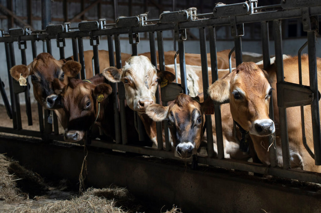 A group of cows eat hay while they wait to be milked in the early morning at Wolfe’s Neck Dairy Farm on Sept. 17, 2024.