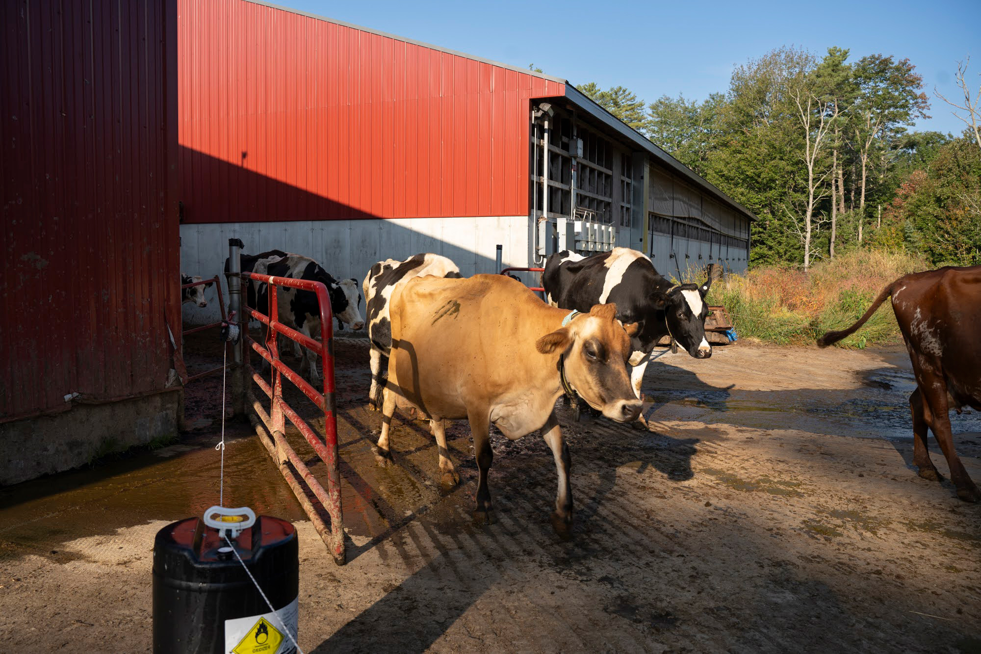 After they've been milked, the dairy cows head out to their pasture, at Wolfe’s Neck. As an organic dairy farm, the cows are majority grass fed.