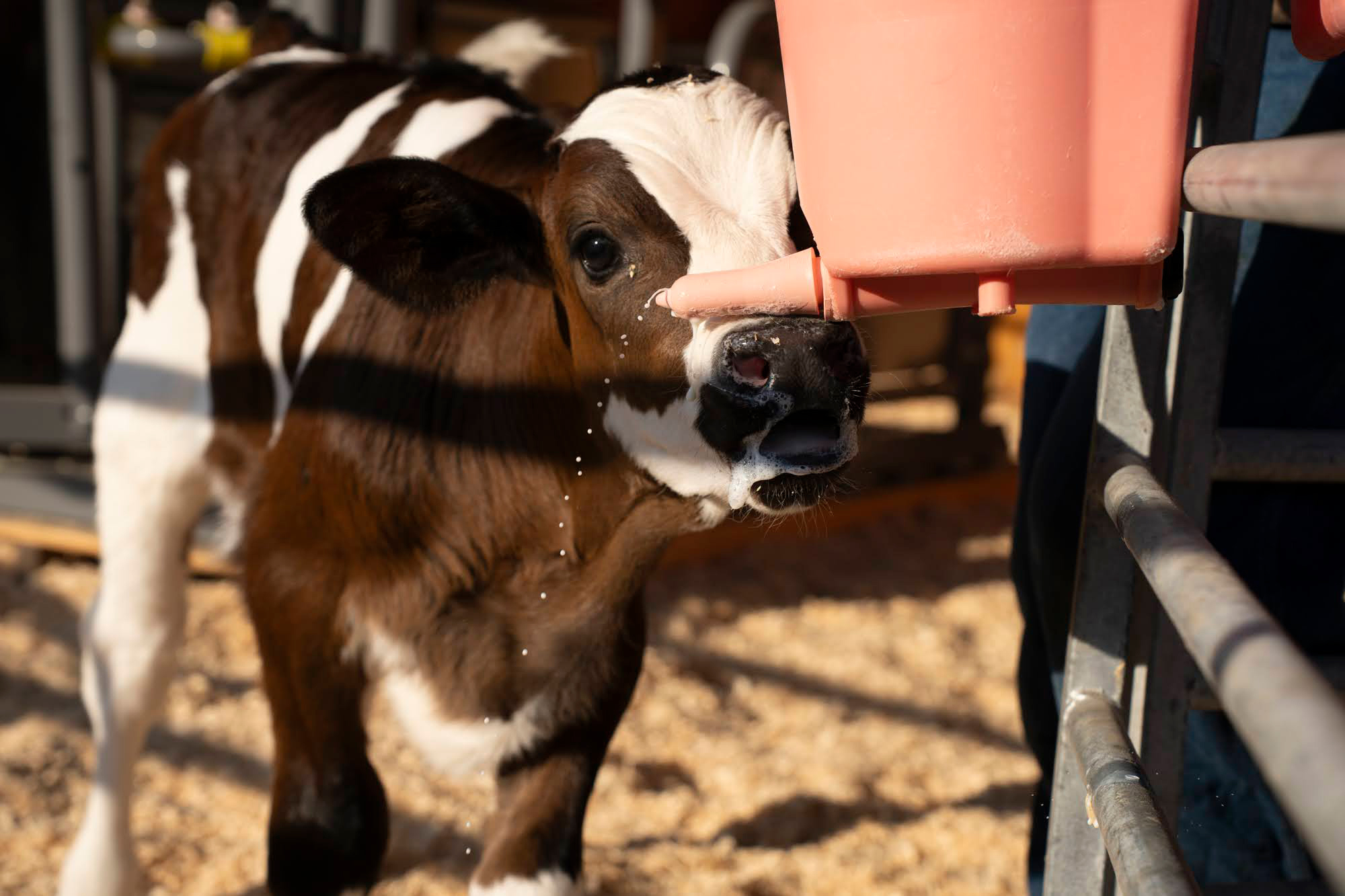 JJ, a young male calf only a few weeks old, drinks fresh milk from a teat bucket at Wolfe’s Neck Center in Freeport, Maine.