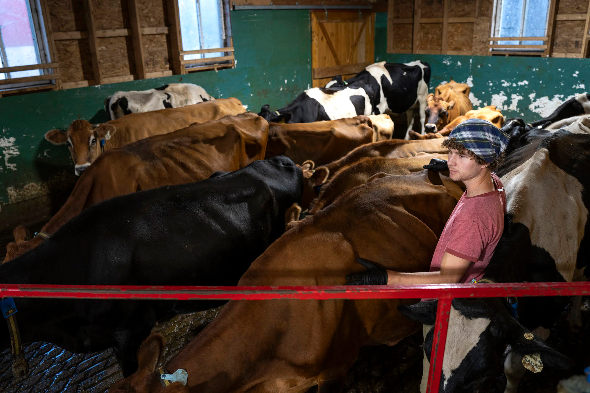 Kyle Moeller guides a group of dairy cows into the stalls in the milking parlor at Wolfe’s Neck Center on Sept. 17, 2024.