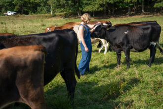 Annabel Williams, an apprentice at Wolfe’s Neck Center for Agriculture and the Environment, interacts with some of the cows during her chores round on Sept. 17, 2024.