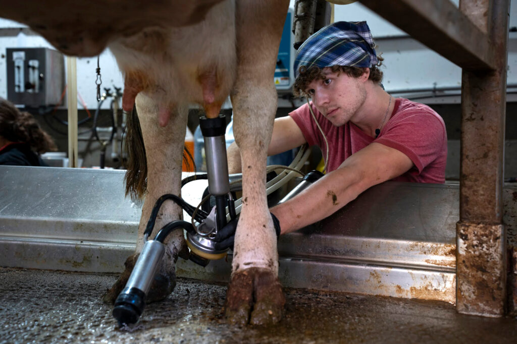 Kyle Moeller gently removes the milking apparatus from the final teat of a cow’s udder after milking has finished.