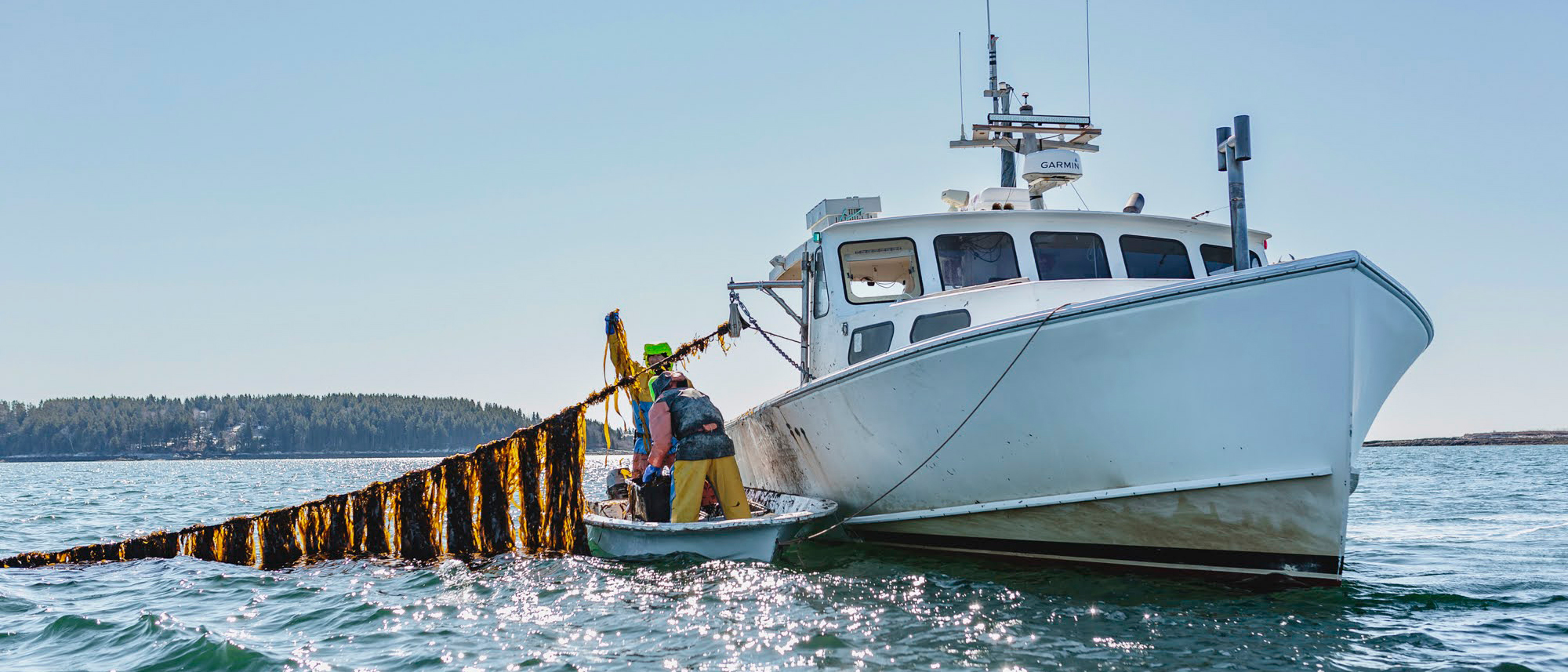 Justin Papkee, a partner farmer working with Atlantic Sea Farms, harvests a line of kelp on his kelp farm in the Casco Bay off the coast of Maine.