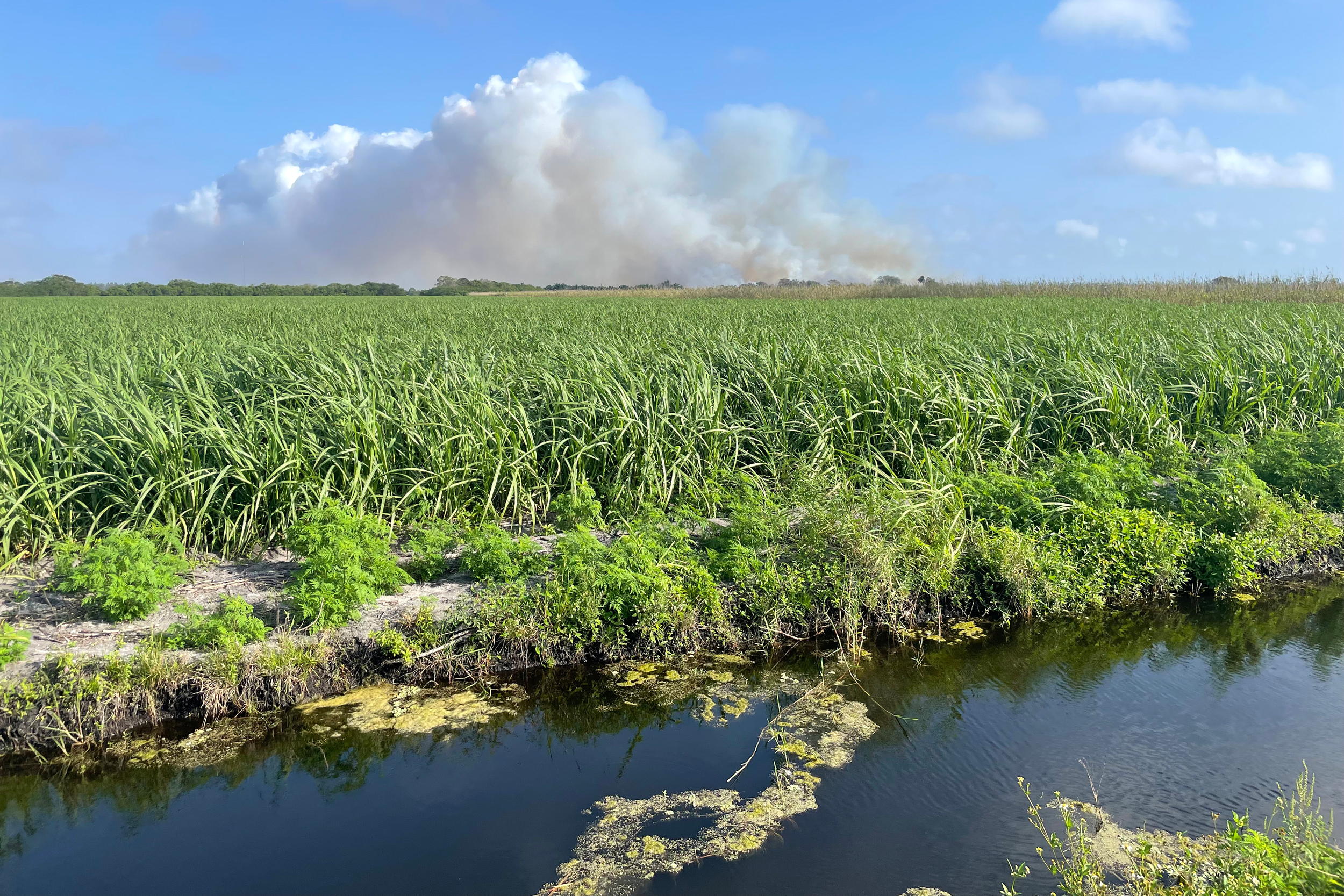 Sugarcane is harvested in the Everglades Agricultural Area through a process that begins with fire, creating large plumes of smoke. Credit: Amy Green/Inside Climate News
