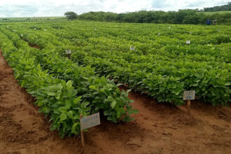 The Soybean Innovation Lab supported tests of soybean varieties in Malawi and other parts of Africa to create a database farmers could access. Credit: Soybean Innovation Lab