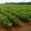 The Soybean Innovation Lab supported tests of soybean varieties in Malawi and other parts of Africa to create a database farmers could access. Credit: Soybean Innovation Lab