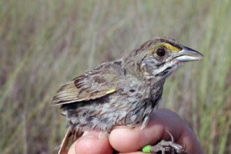 A banded Cape Sable seaside sparrow at Everglades National Park. Credit: NPS/Lori Oberhofer