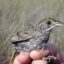 A banded Cape Sable seaside sparrow at Everglades National Park. Credit: NPS/Lori Oberhofer