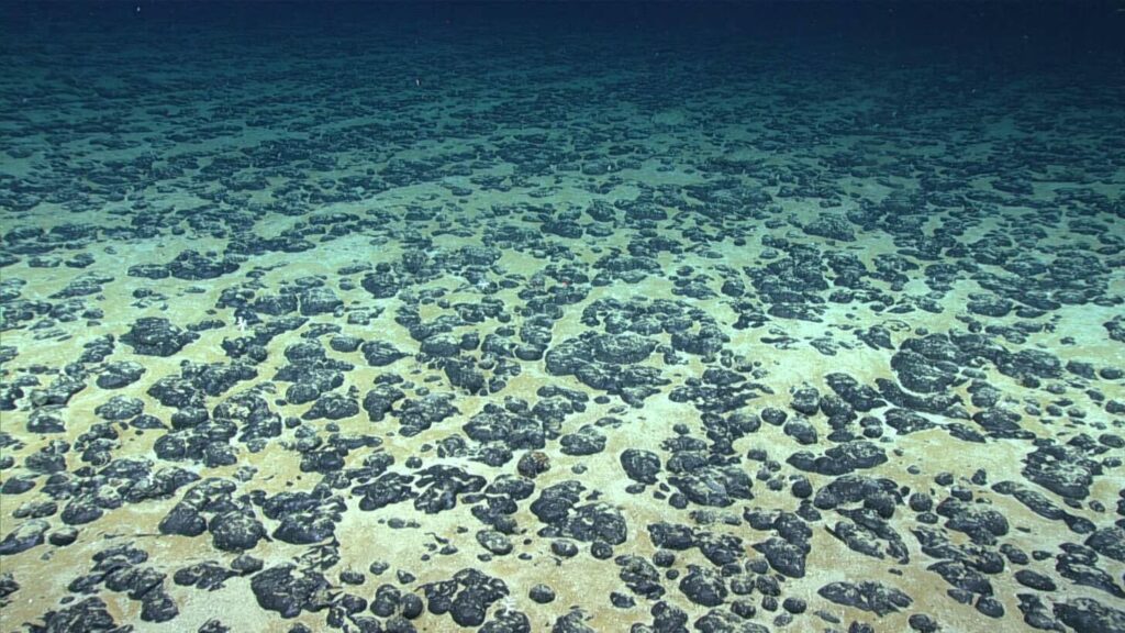 Black, potato-sized polymetallic nodules scattered on the seafloor in 2019 drew prospectors for their cobalt, nickel, copper, and manganese. Credit: Southeastern U.S. Deep-sea Exploration/Office of Ocean Exploration and Research/NOAA/The Outlaw Ocean Project