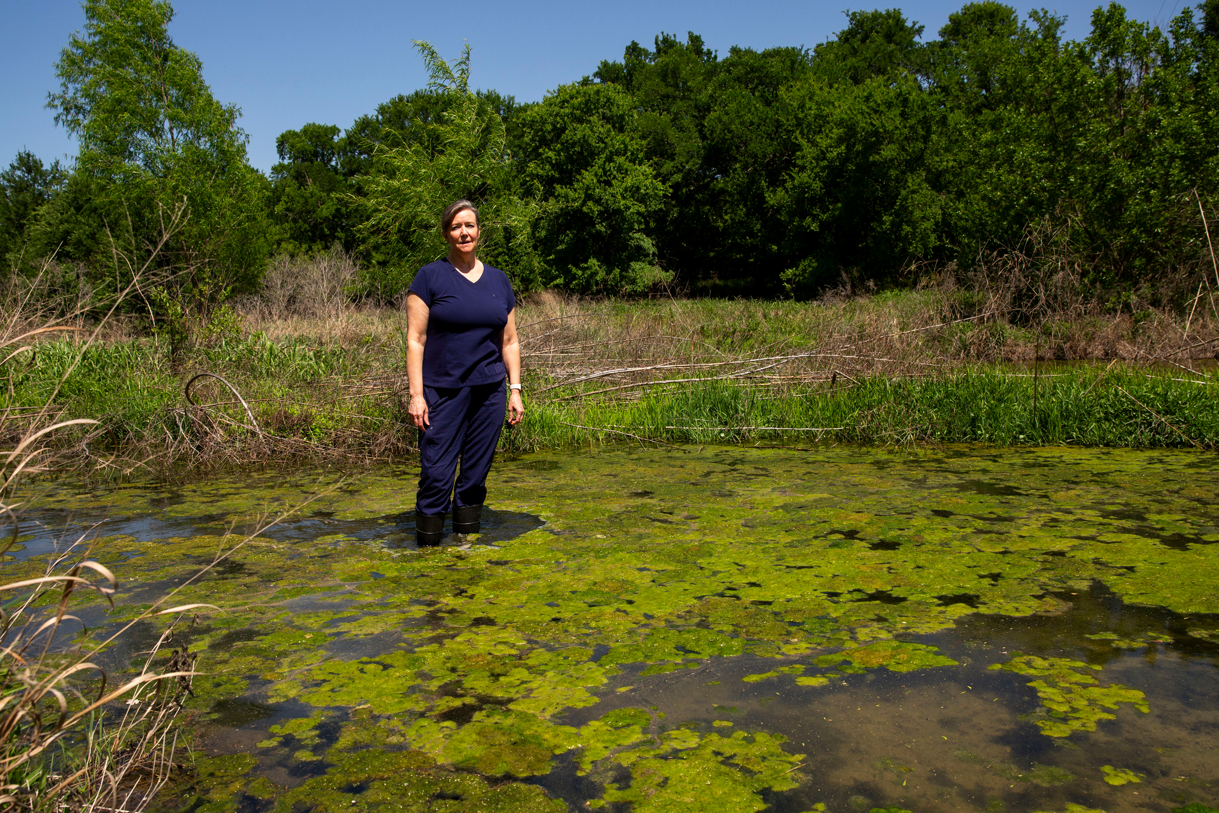 Stephanie Morris wades through an algae bloom on the South Fork San Gabriel River near her house in Leander. Credit: Dylan Baddour/Inside Climate News