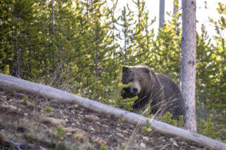 A grizzly bear, listed as threatened under the Endangered Species Acts, walks among pine trees in Yellowstone National Park. Credit: Jim Peaco/National Park Service