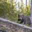 A grizzly bear, listed as threatened under the Endangered Species Acts, walks among pine trees in Yellowstone National Park. Credit: Jim Peaco/National Park Service
