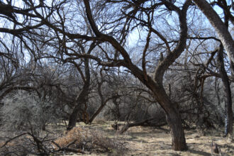 Outside the town of Mammoth, Ariz., is the site of a mesquite forest owned by the mining company Resolution Copper. Credit: Wyatt Myskow/Inside Climate News