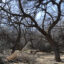 Outside the town of Mammoth, Ariz., is the site of a mesquite forest owned by the mining company Resolution Copper. Credit: Wyatt Myskow/Inside Climate News