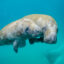 A mother manatee swims with a calf near Palm Beach, Fla. Credit: Sam Farkas/NOAA