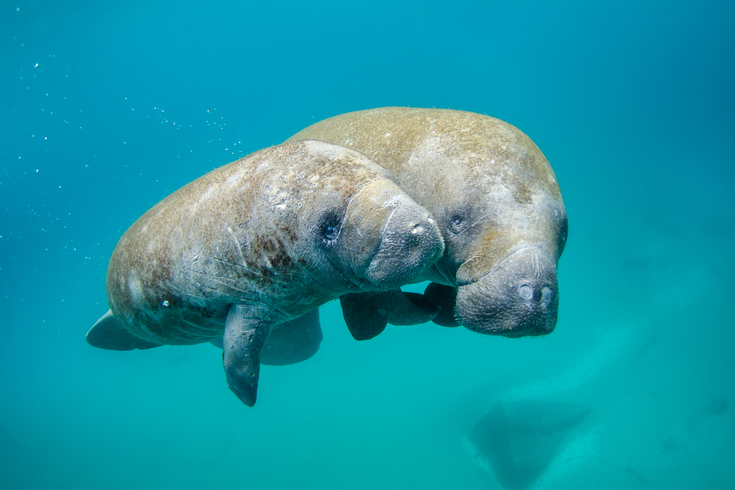 A mother manatee swims with a calf near Palm Beach, Fla. Credit: Sam Farkas/NOAA