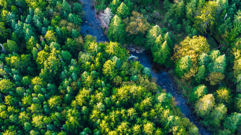 An aerial view of forest in the Little Magalloway River valley. Credit: Jerry Monkman