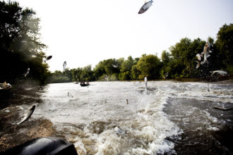 Invasive Asian carp leap out of the Illinois River in Bath, Ill. Credit: Benjamin Lowy/Getty Images
