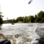 Invasive Asian carp leap out of the Illinois River in Bath, Ill. Credit: Benjamin Lowy/Getty Images