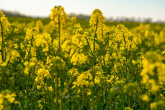 The flowers are yellow against a green backdrop