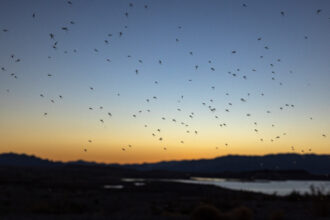 Mosquitoes fly over the Lake Mead National Recreation Area in Nevada. Credit: David McNew/Getty Images