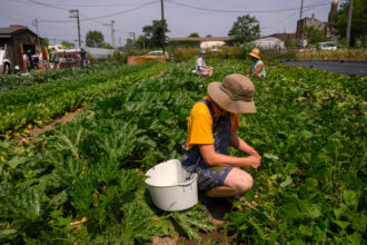 A nonprofit helping farmers adopt sustaibable practices in the mid-Atlantic and Northeast regions is among the plaintiffs suing the Trump administration over its funding freeze. Credit: Jeff Swensen/Getty Images